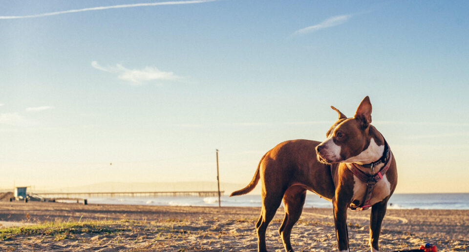 Do Dogs Get Sunburns?