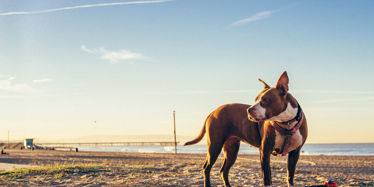 Do Dogs Get Sunburns?