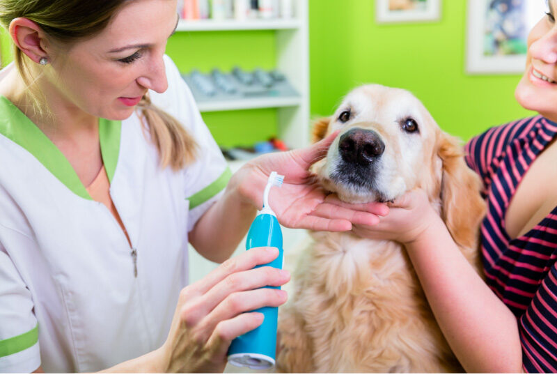 Dental Care Guide for Dogs