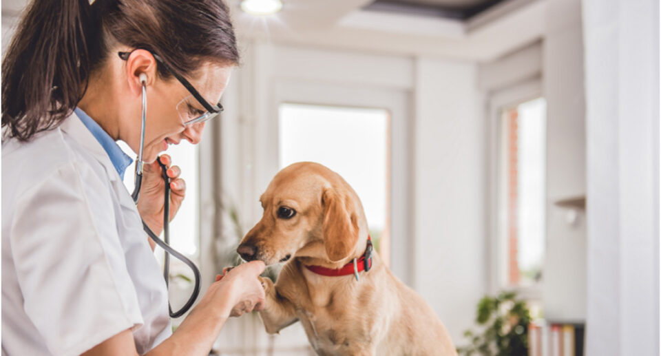 From Our Holistic Vet: Why Dogs Need Year-Round Heartworm Prevention