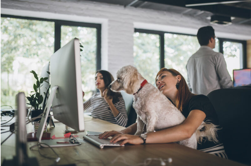 Top 5 Tips To Create A Dog-Friendly Workplace