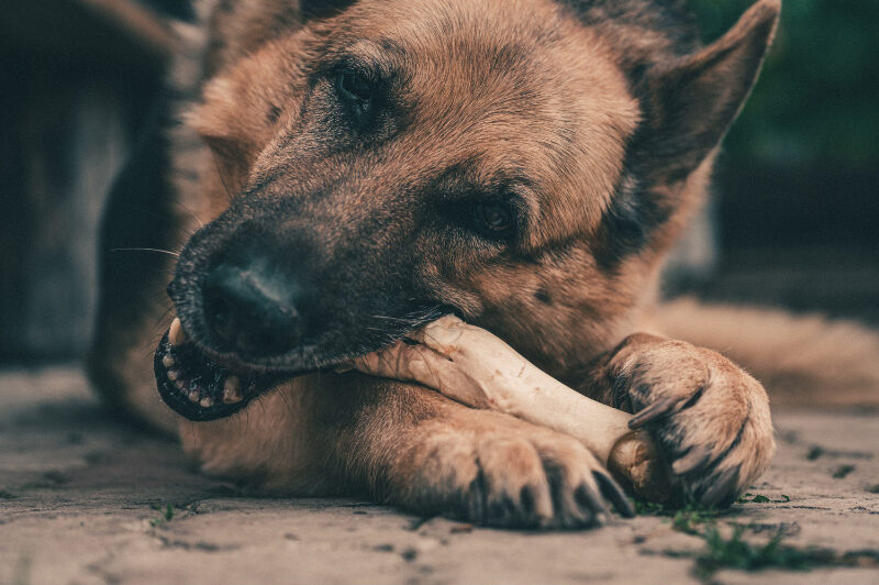 Are Bones Safe to Feed Dogs?