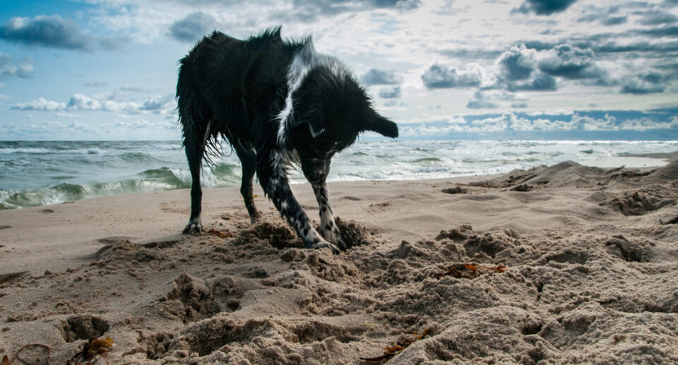 How To Stop A Dog From Digging