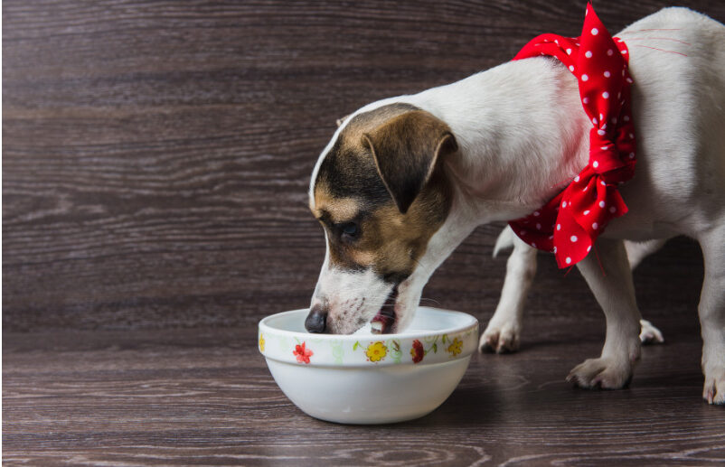 8 Foods That Relieve Joint Pain in Dogs with Arthritis