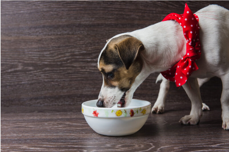 8 Foods That Relieve Joint Pain in Dogs with Arthritis