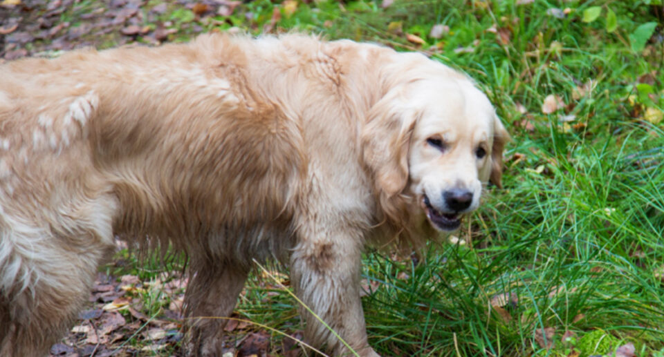 Why do Dogs Eat Grass?