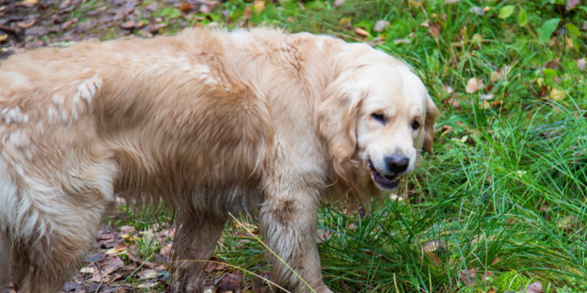 Why do Dogs Eat Grass?