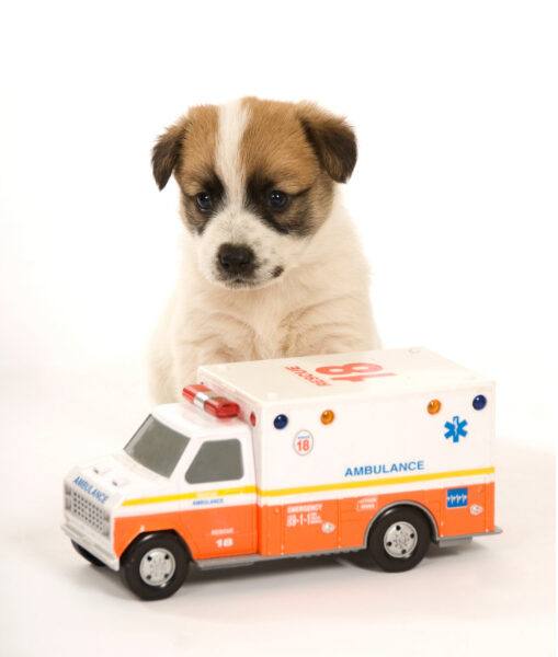 7 Warning Signs That Your Dog Needs Emergency Vet Care