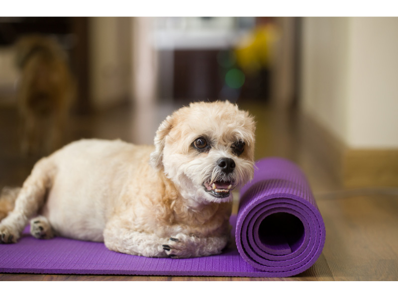 Top 5 Exercises for Dogs with Arthritis