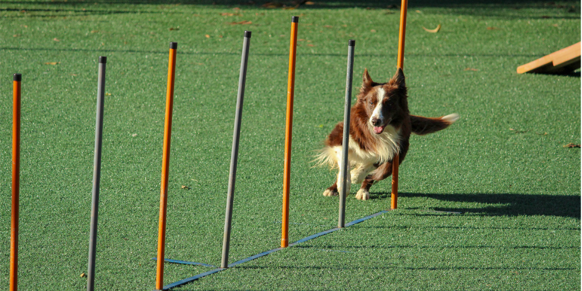 7 Ways Dog Training Can Lead To A Happier, Well-Rounded Dog