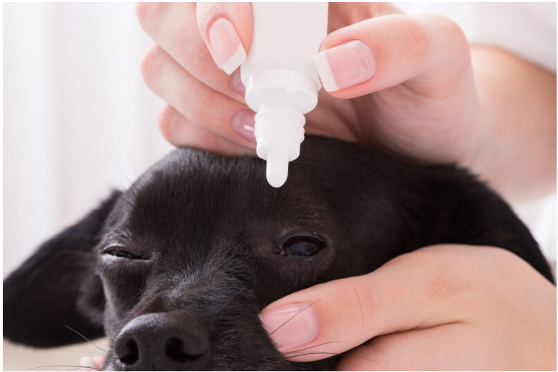 How to Give Your Dog Eye Medication