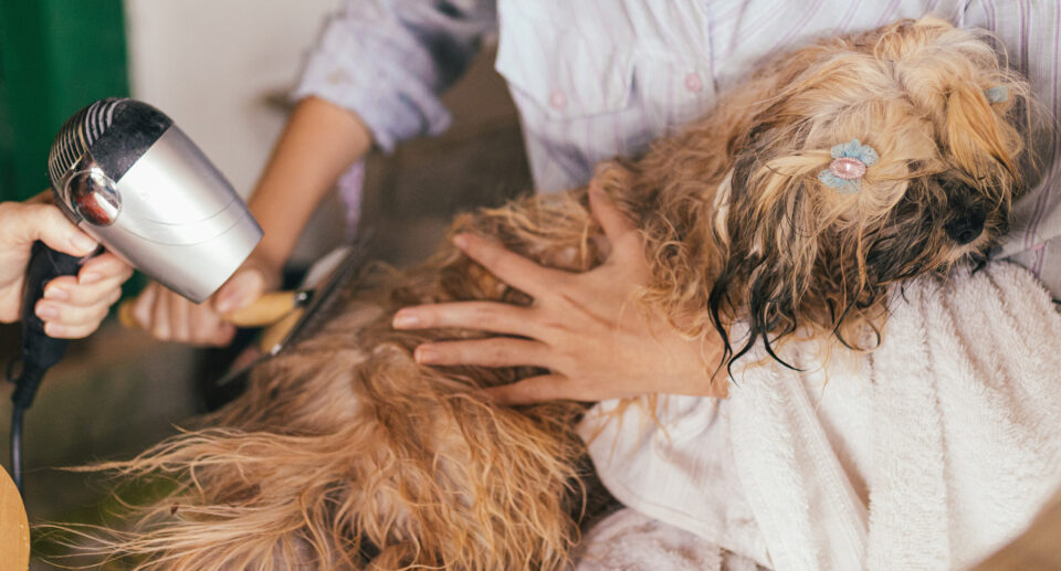 Caring for Your Dog’s Skin and Coat