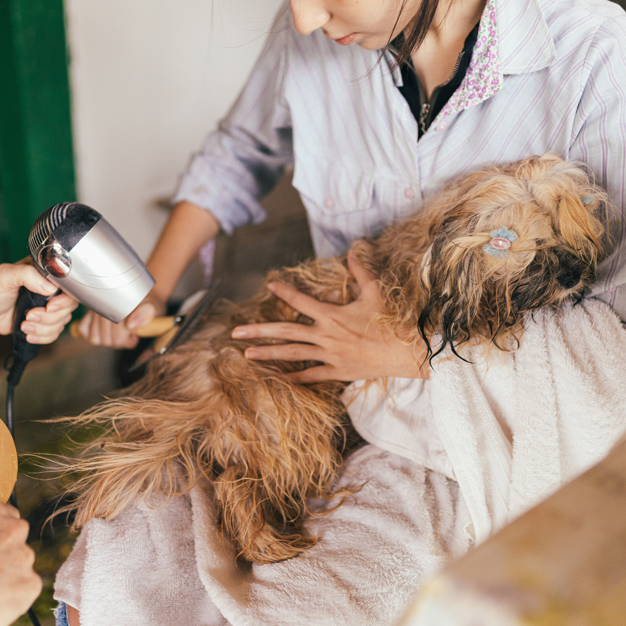 Caring for Your Dog’s Skin and Coat