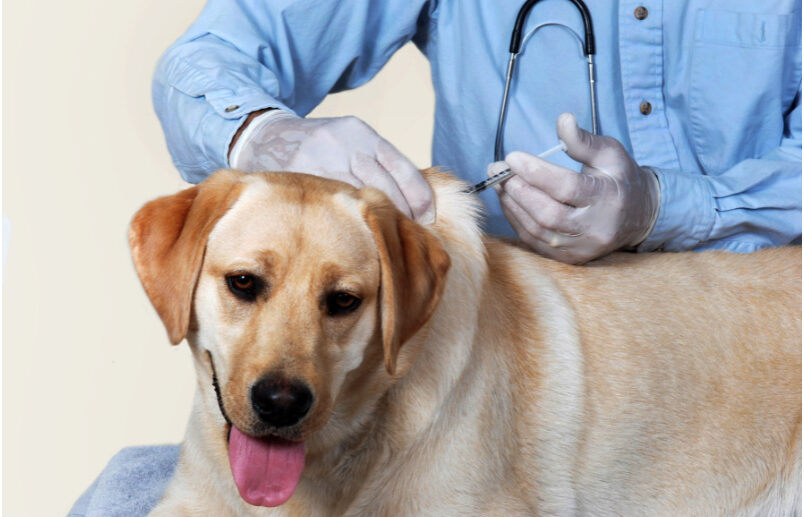 Top 10 Risk Factors of Diabetes in Dogs