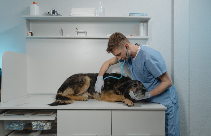 Hemangiosarcoma in Dogs