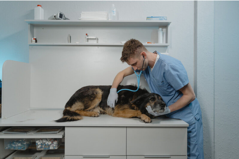 Hemangiosarcoma in Dogs