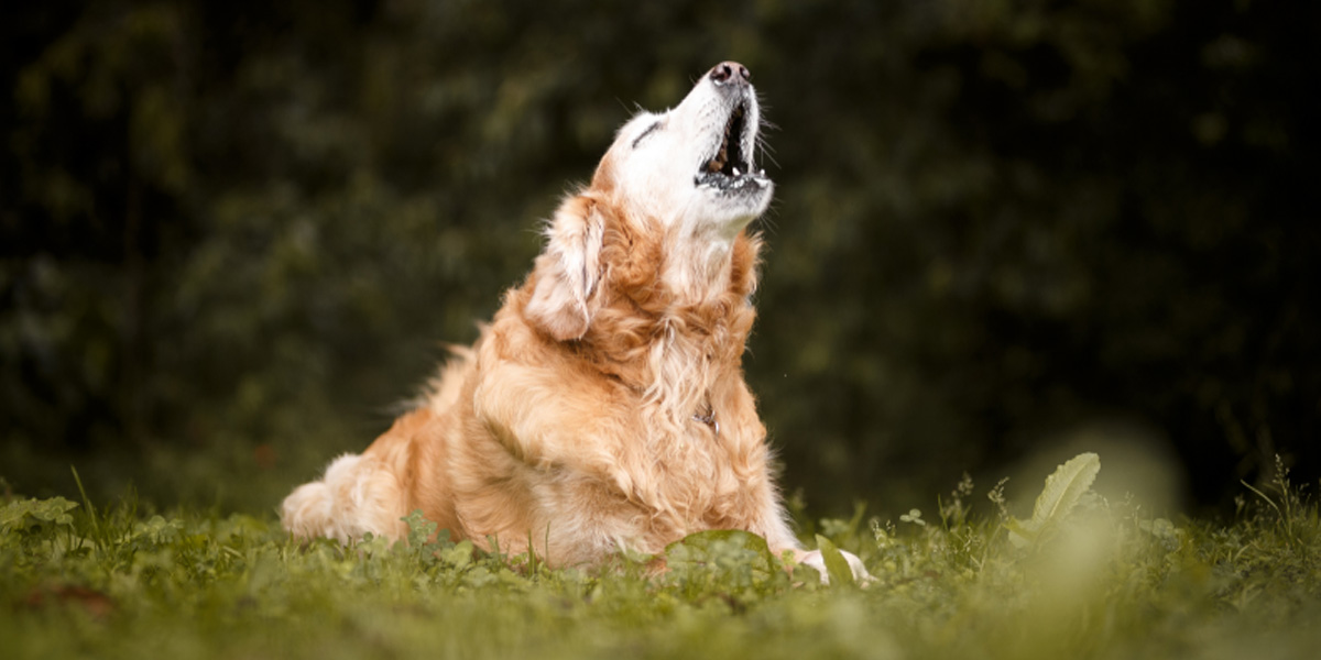 Why do Dogs Howl?