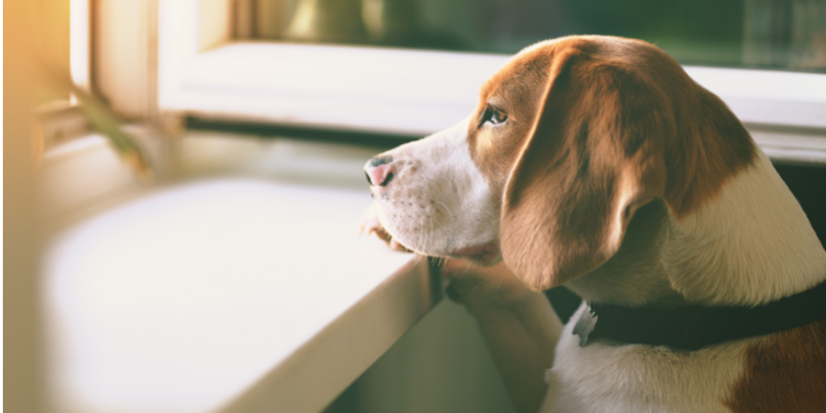 5 Most Common Cancers in Dogs