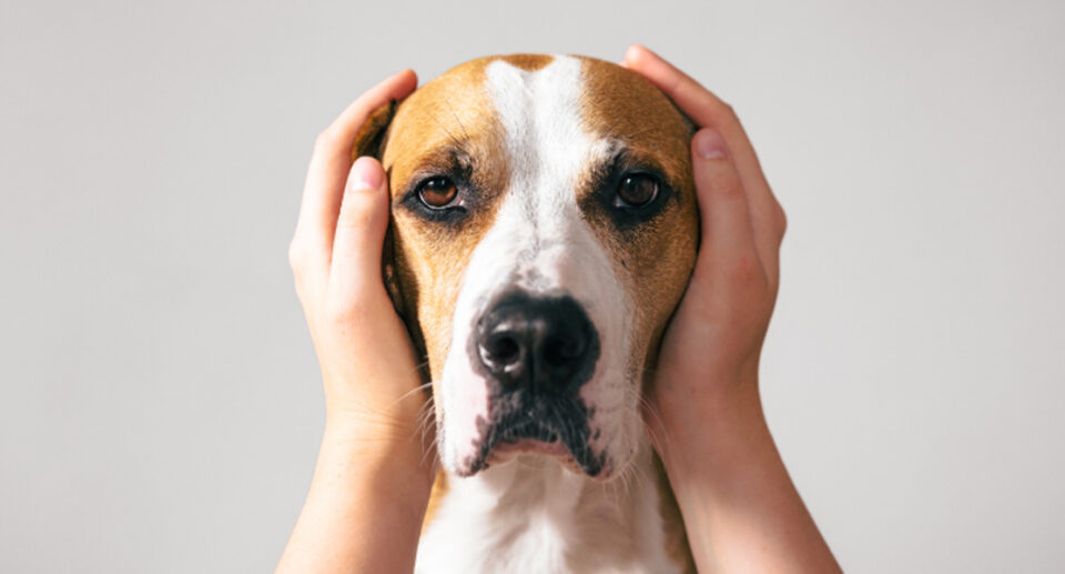 How to Calm Your Dog’s Anxiety to Loud Noises