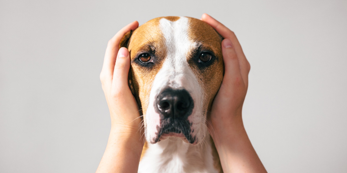 How to Calm Your Dog’s Anxiety to Loud Noises