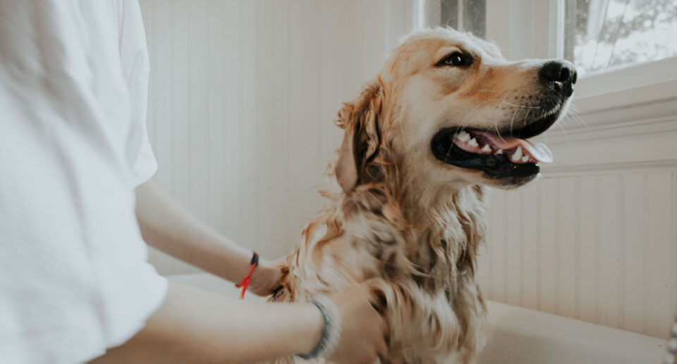 Shampoos for Dogs With Skin Allergies