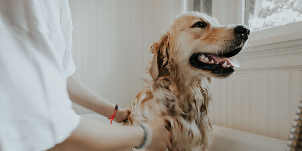 Shampoos for Dogs With Skin Allergies