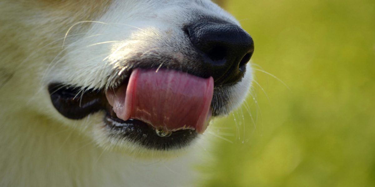 Why do Dogs Lick?