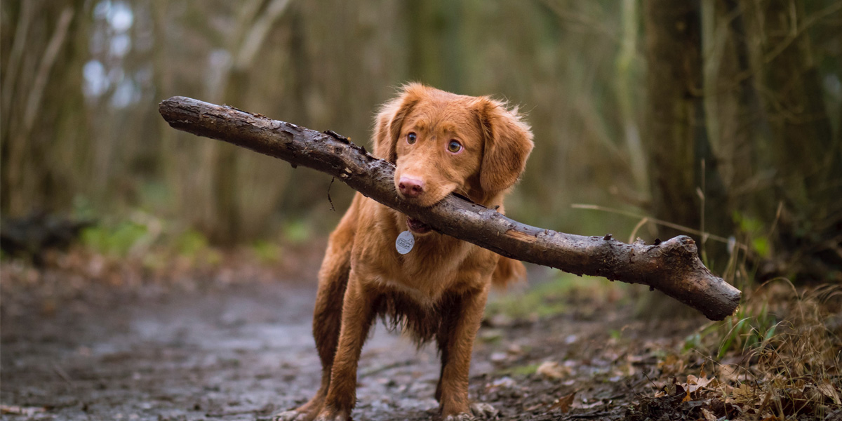 Is It Safe for Dogs To Chew Sticks?