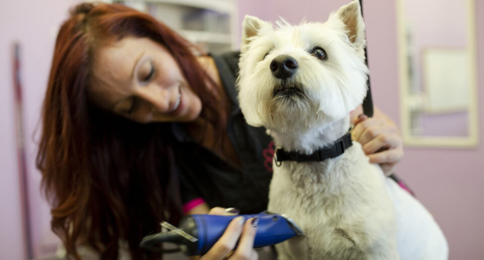 Is It Ever Okay To Shave Your Dog’s Coat for the Summer?