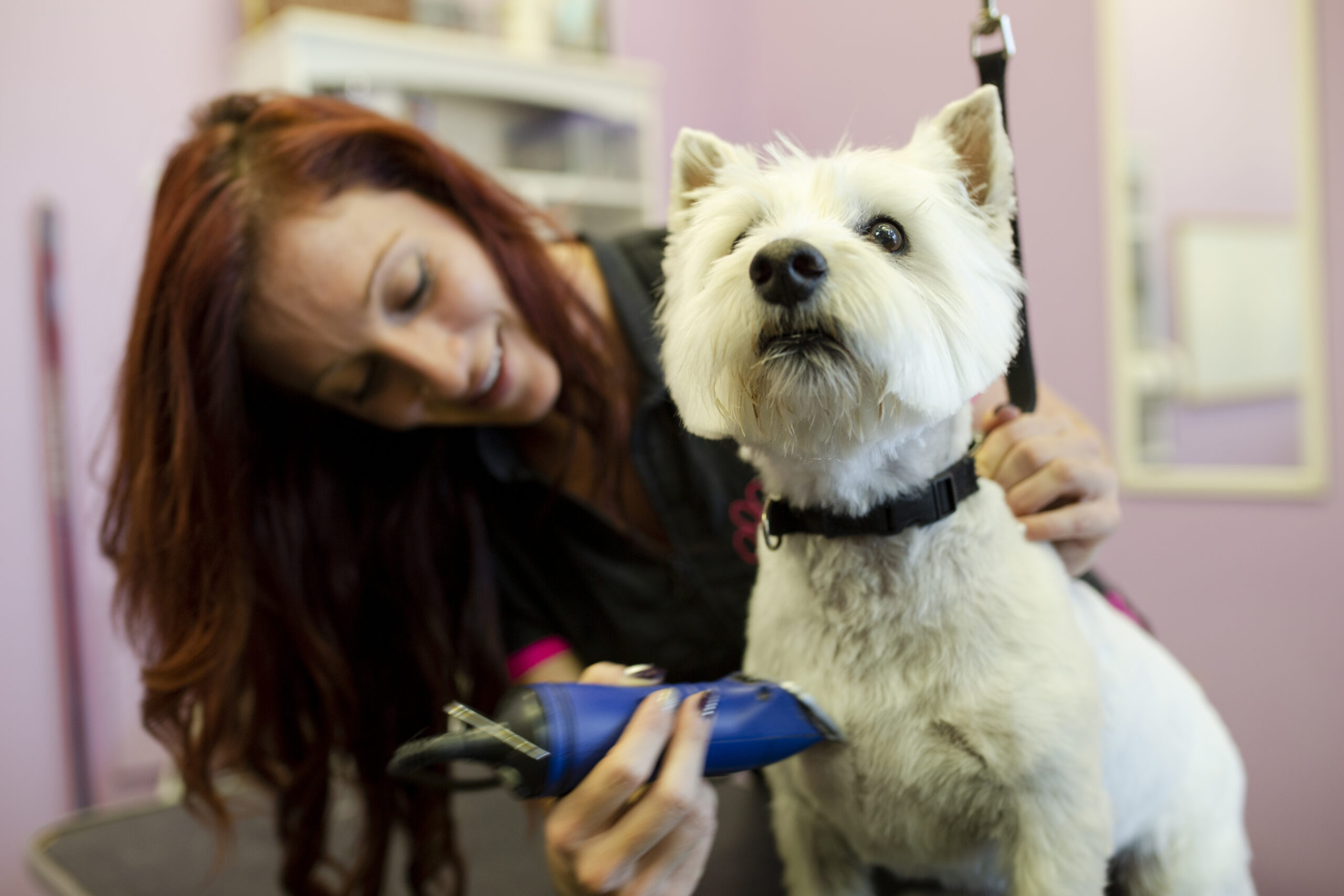 Is It Ever Okay To Shave Your Dog’s Coat for the Summer?