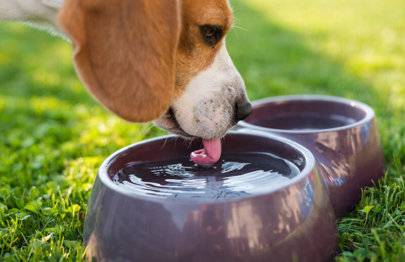 Help Dogs Drink More Water