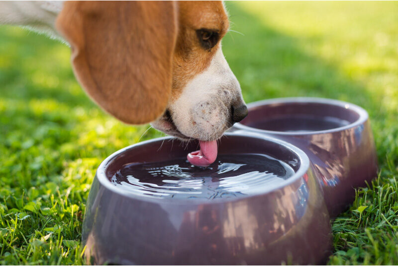 Help Dogs Drink More Water