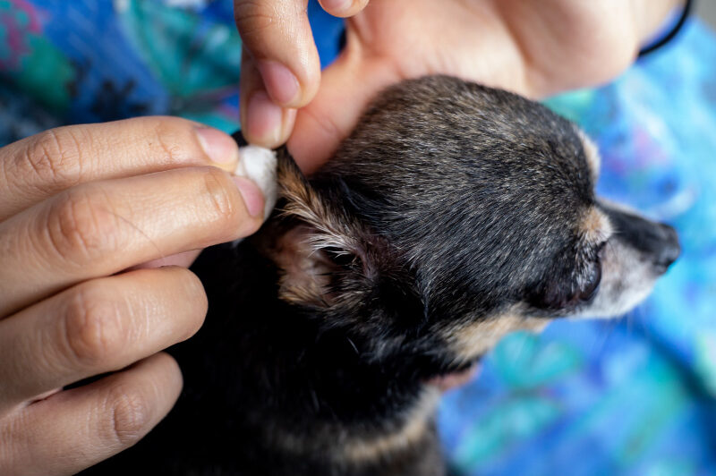 How to Use Ear Cleansing Solution on Dogs