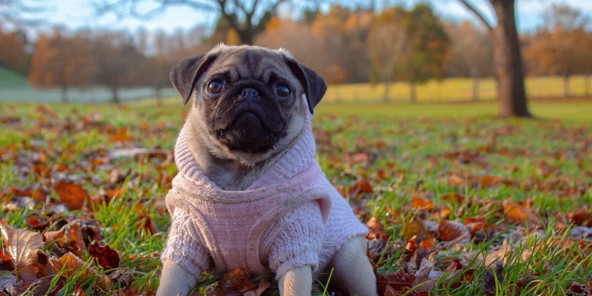 The Dog Parent’s Guide To Fall Shedding