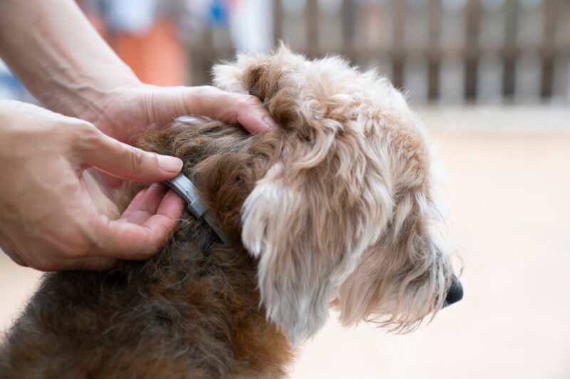 Choosing the Best Collar Flea Prevention