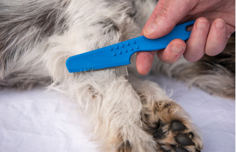 How to Use a Flea Comb