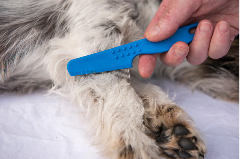 How to Use a Flea Comb