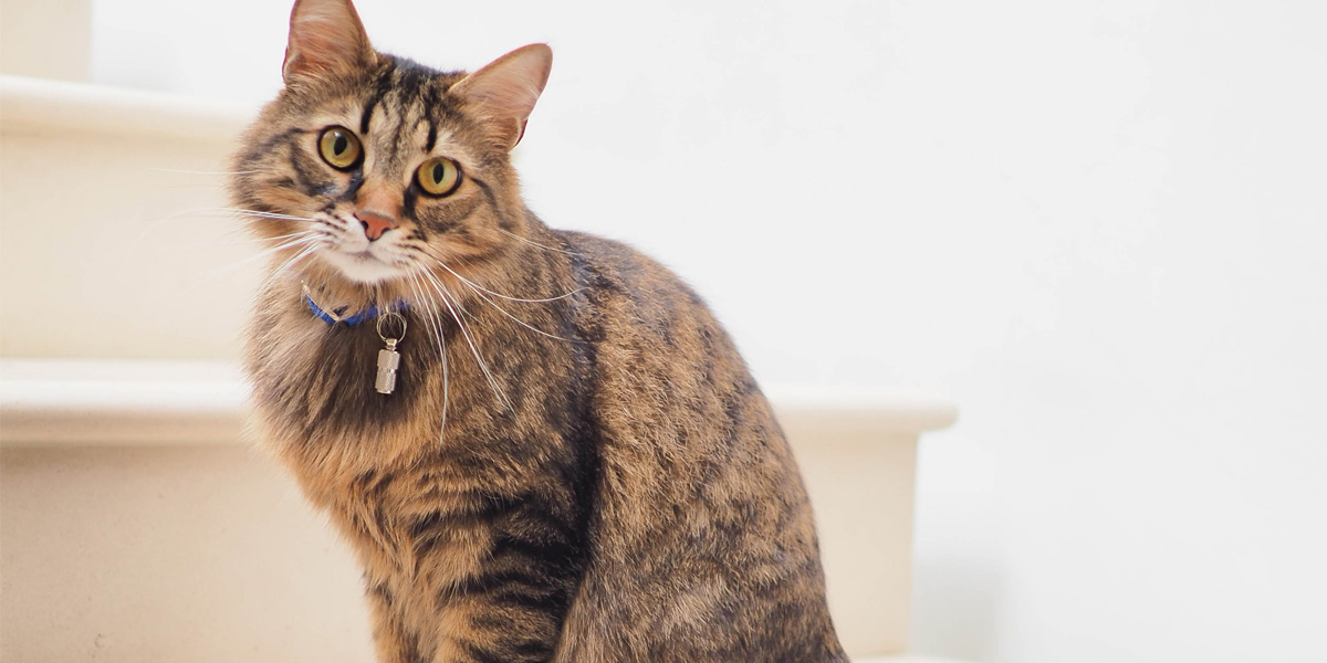 When To See A Vet About Hairballs In Cats