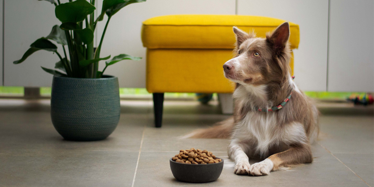 The Importance of Your Dog’s Nutrition