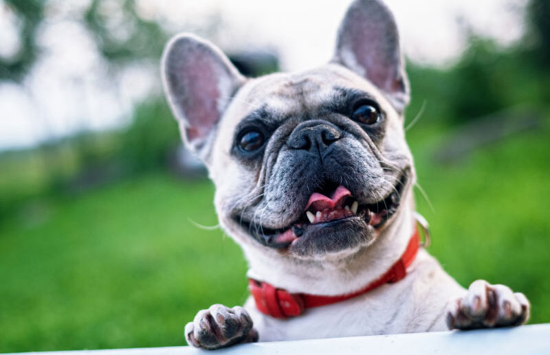 All About Your French Bulldog: Care Guide and Breed Info