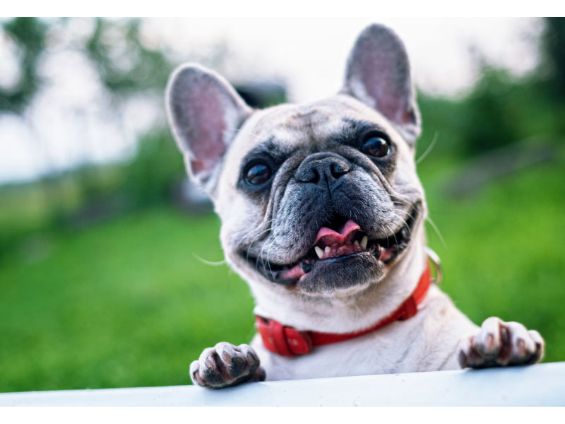 All About Your French Bulldog: Care Guide and Breed Info