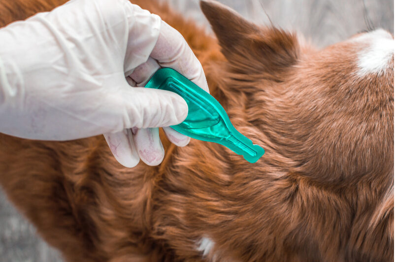 How to Apply Flea and Tick Medication