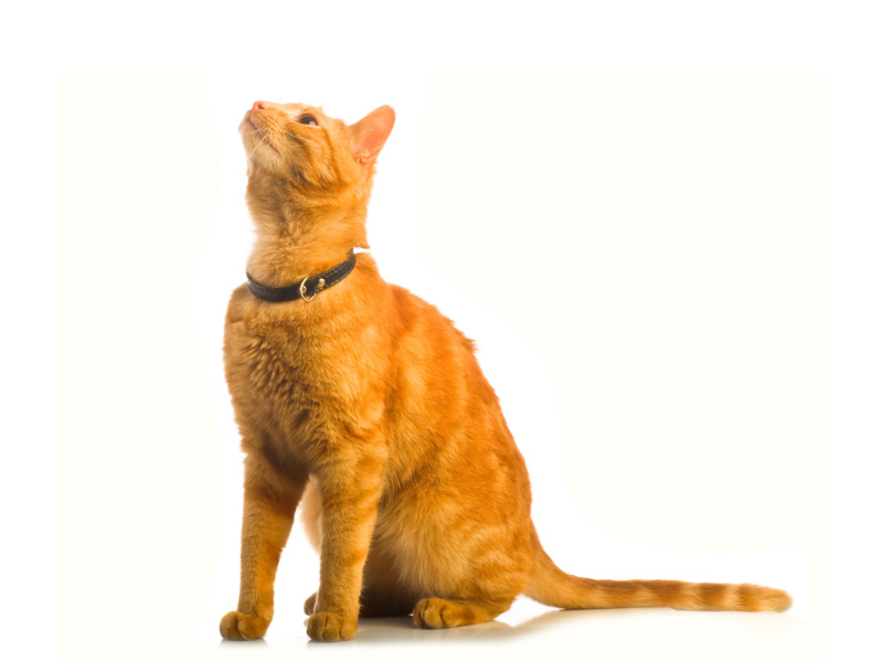 7 Fast Facts About Ginger Cats