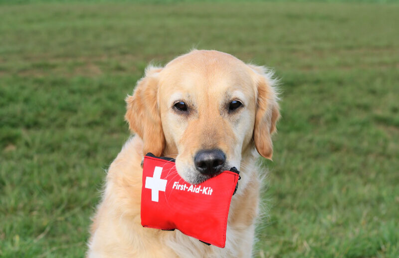 Dog Parents’ Guide to First Aid & Emergencies