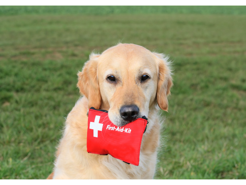 Dog Parents’ Guide to First Aid & Emergencies