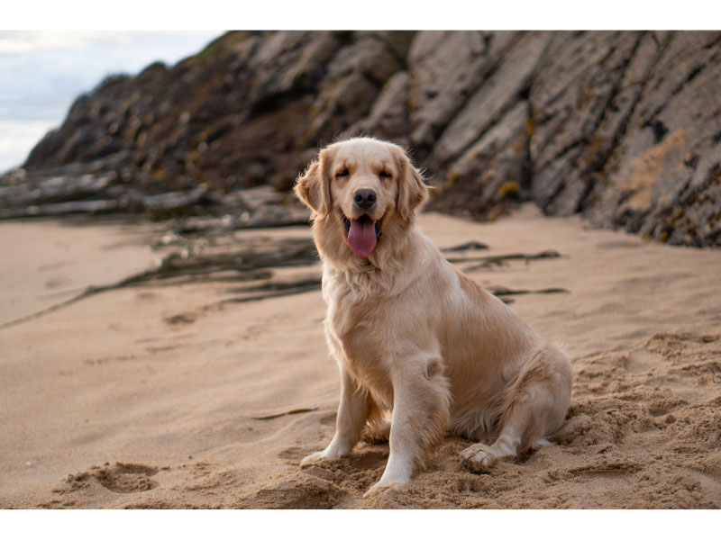 All About Your Golden Retriever: Care Guide and Breed Info