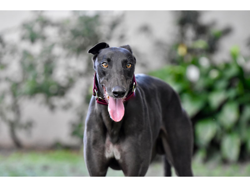 All About Greyhounds: Care Guide and Breed Info