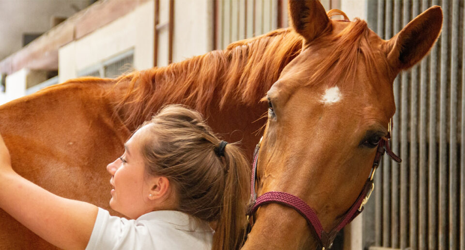 How Does Fostering A Horse Work?