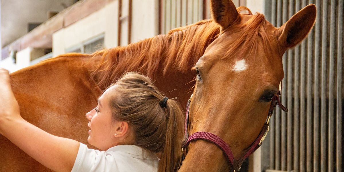 Horse Grooming Tips For A Thicker, Fuller Mane & Tail