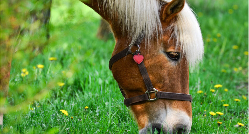 Maintaining Your Horse’s Digestive Health